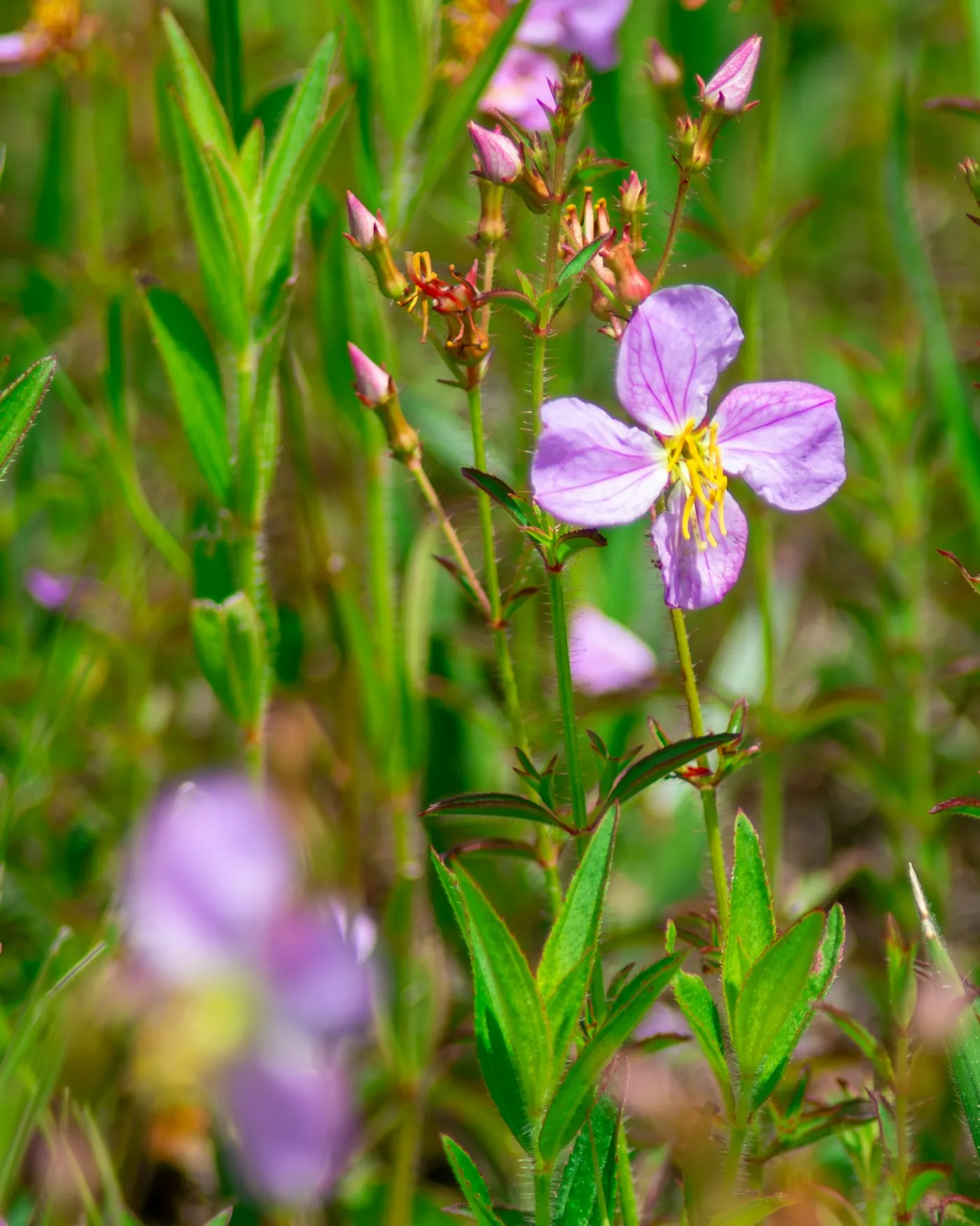 Wildflowers in a Florida meadow