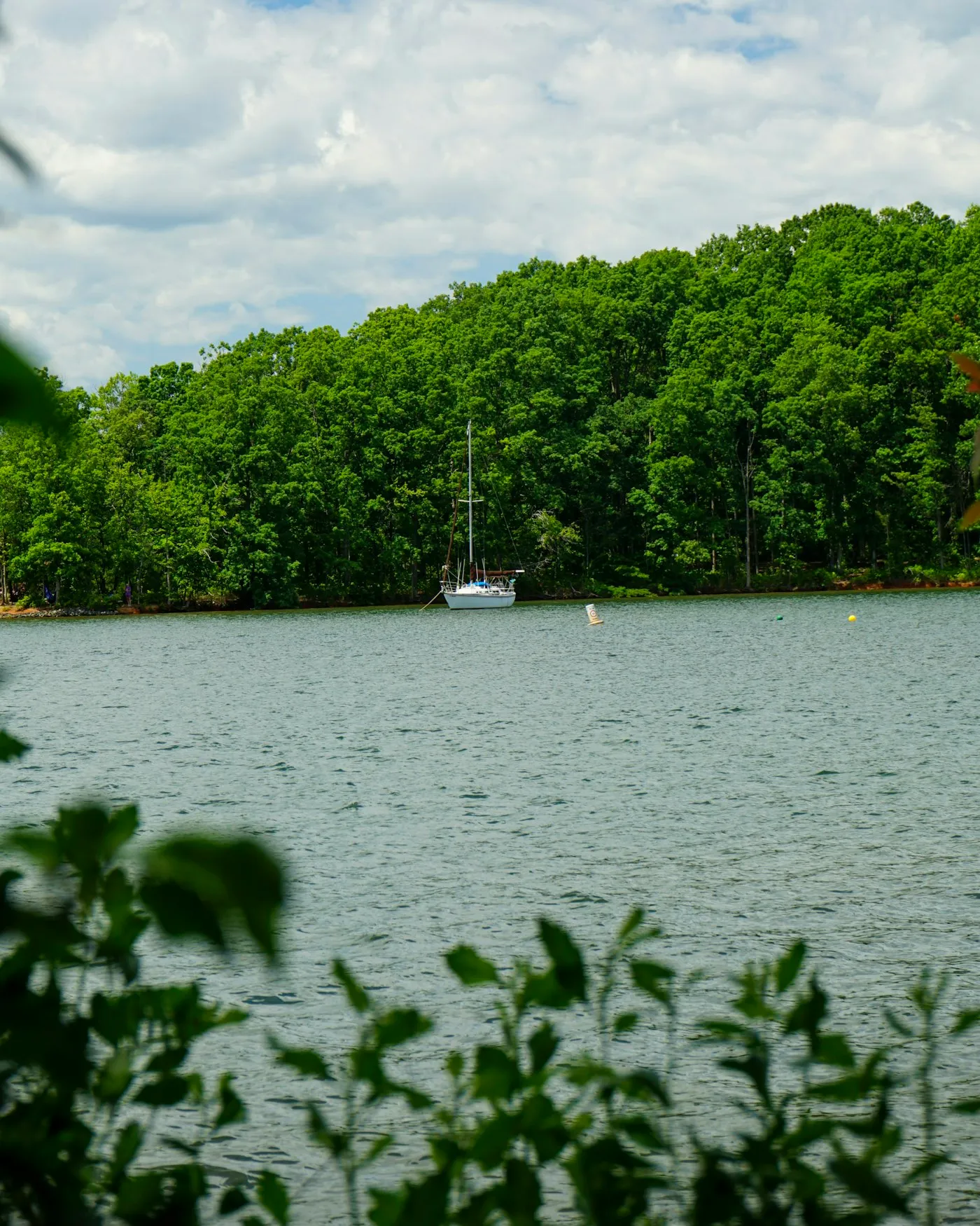 A wooded lakeshore under a blue sky