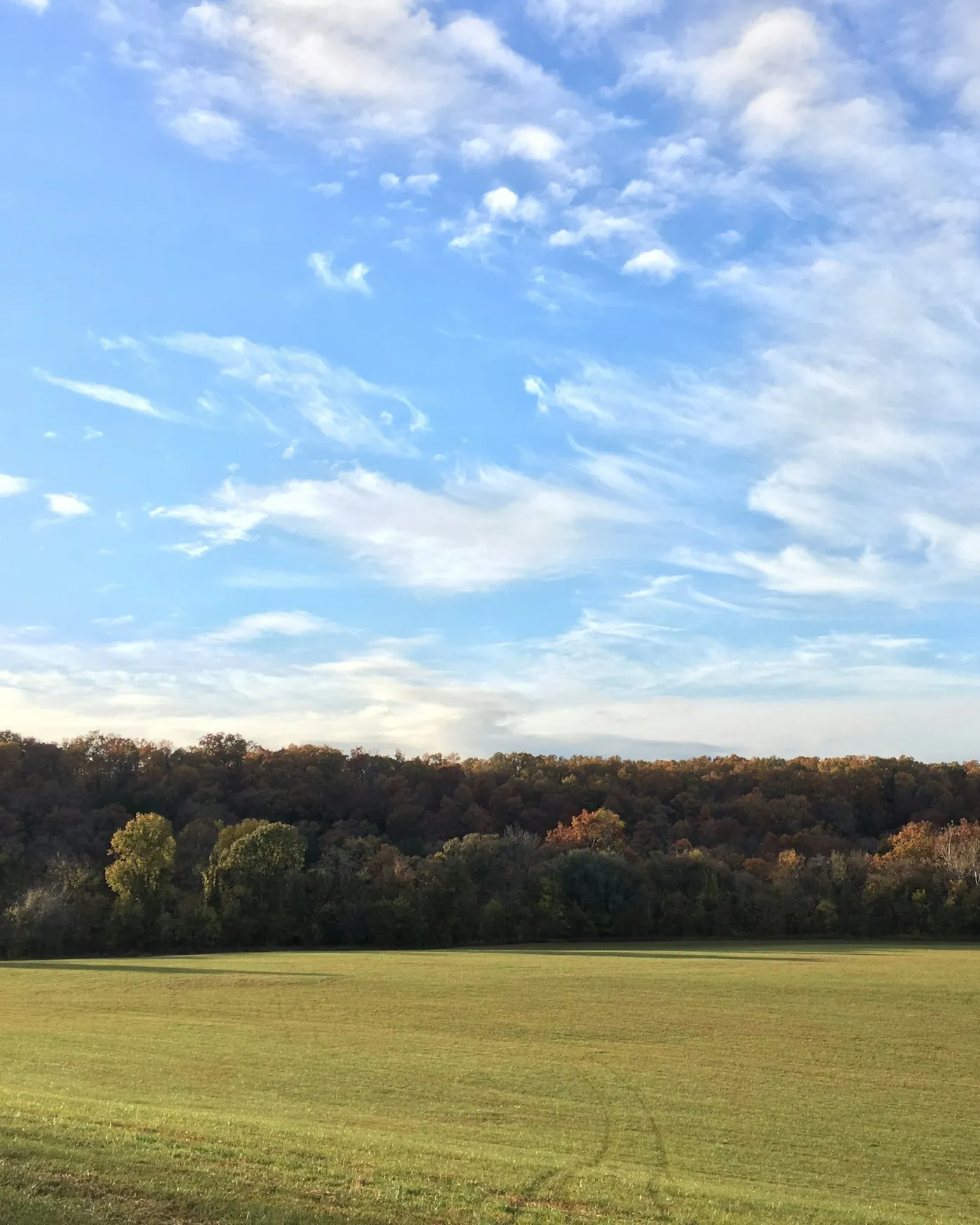 An autumn field and tree line in southwest Missouri