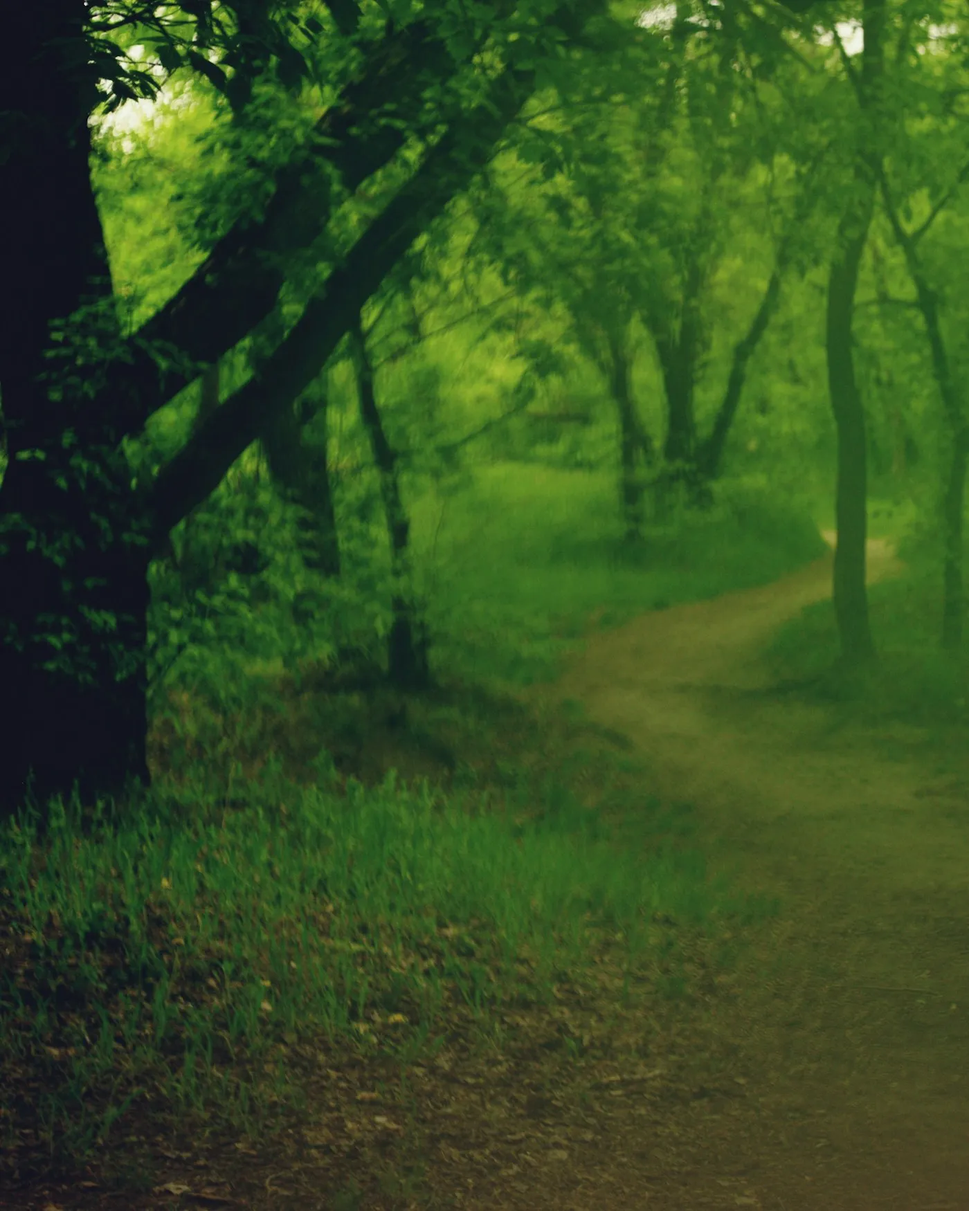 A winding path through a green forest