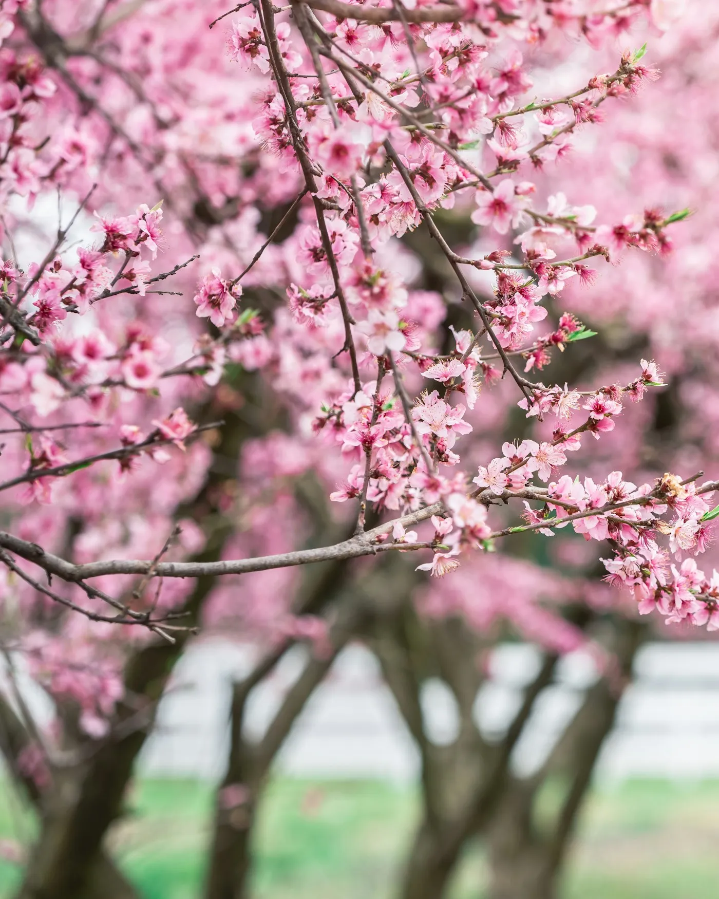 Spring blossoms along a white fence in Fort Mill, South Carolina